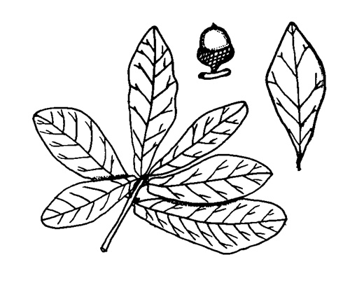 {Quercus laurifolia}